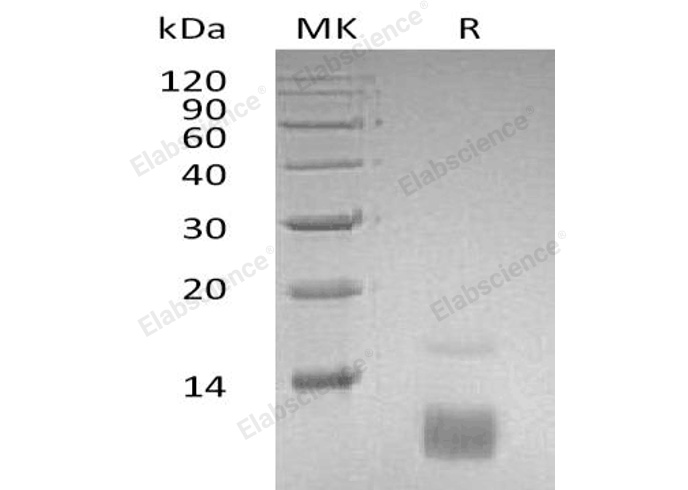 Валидация Elabscience PKSH032200(2719)