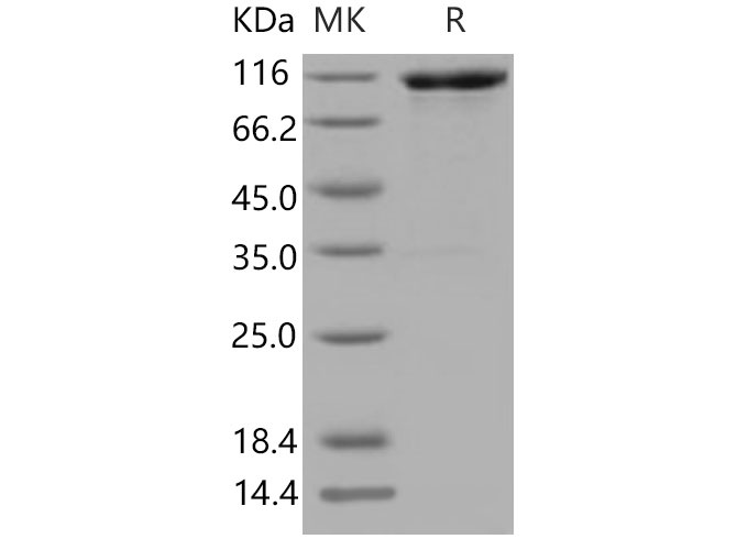 Валидация Elabscience PKSM040832(4796)