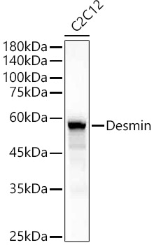 Валидация Elabscience E-AB-93050