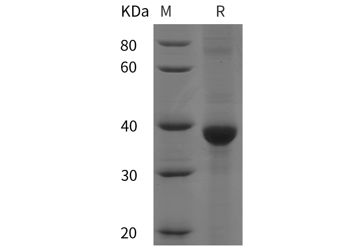 Валидация Elabscience PDEH100913(340)