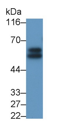 40614