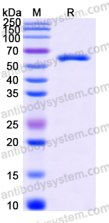 AHD46602, SDS-PAGE