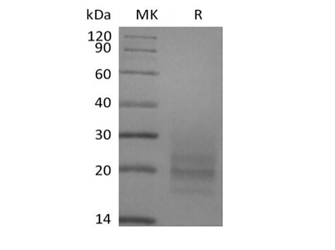 Валидация Elabscience PKSH033922(4150)