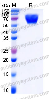 EHE03402, SDS-PAGE
