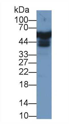 9685