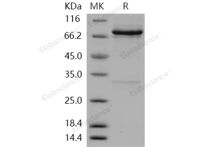 Валидация Elabscience PKSH030342(1281)