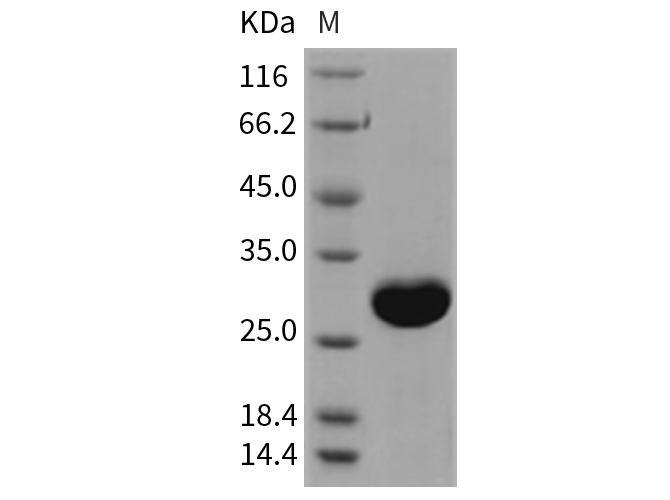 Валидация Elabscience PKSR030367(5706)