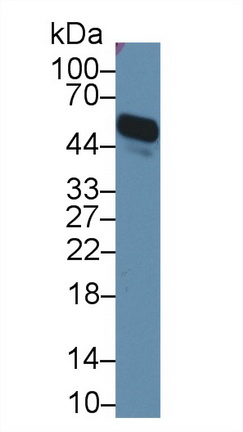 10439