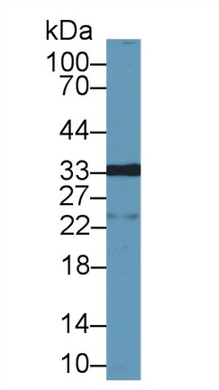 10365