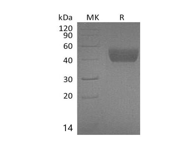 Валидация Elabscience PKSM041025(4957)