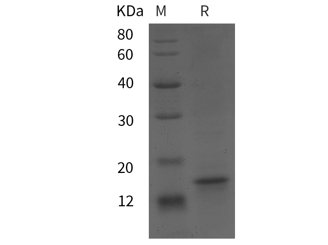 Валидация Elabscience PDEM100312(636)