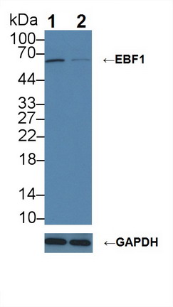 8428