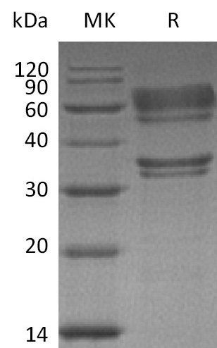 Валидация Elabscience PKSH032538(2996)