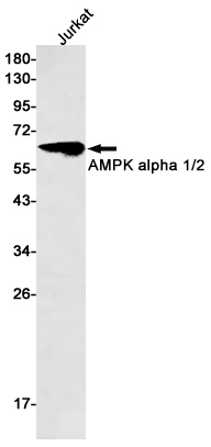 Валидация WB - AssayVector ARM1434 (436)