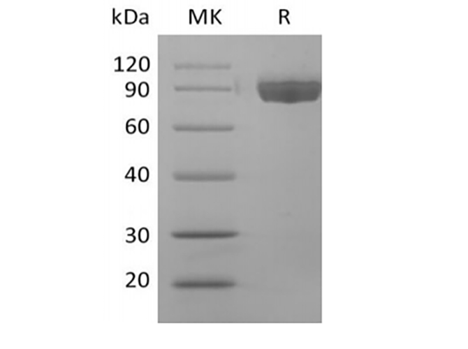 Валидация Elabscience PKSH033942(4171)
