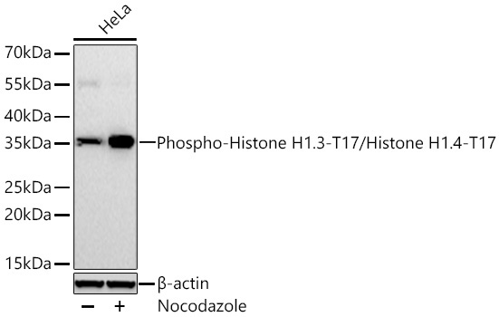 AP1132, вестерн-блоттинг, лизат клеток HeLa (22945)
