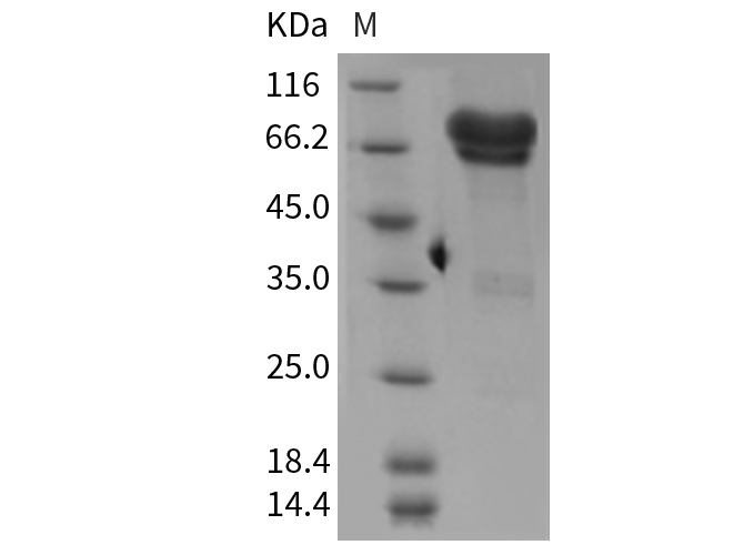 Валидация Elabscience PKSM040411(4410)