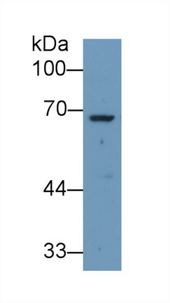 9679