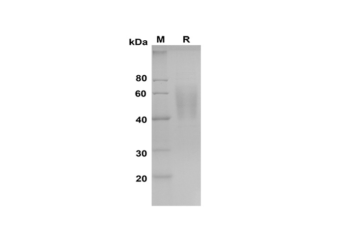 Валидация Elabscience PDMH100324(936)