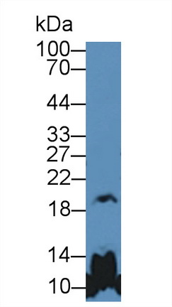 9085