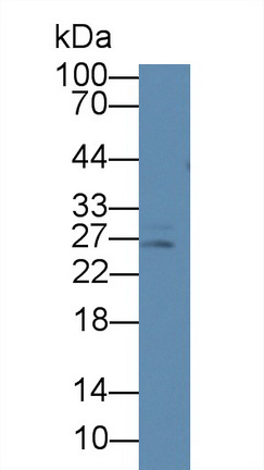 39861