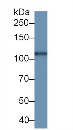 14464