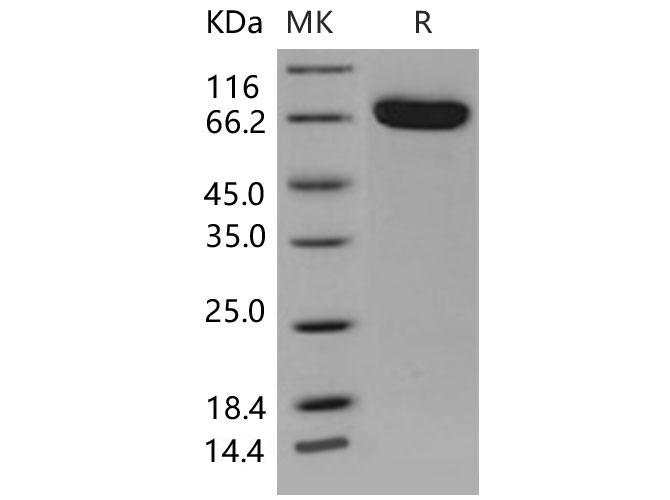 Валидация Elabscience PKSM040598(4584)