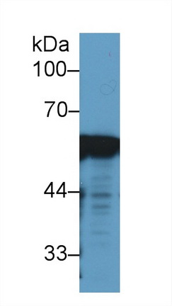 14676