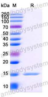 Валидация SDS-PAGE - AntibodySystem RVV09906