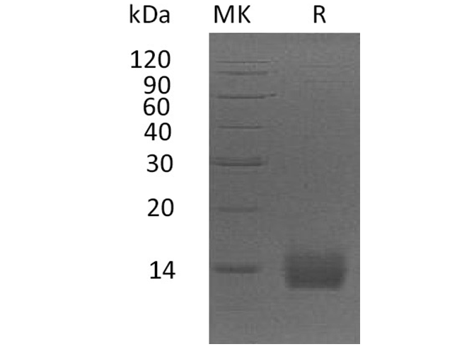 Валидация Elabscience PKSH032083(2631)