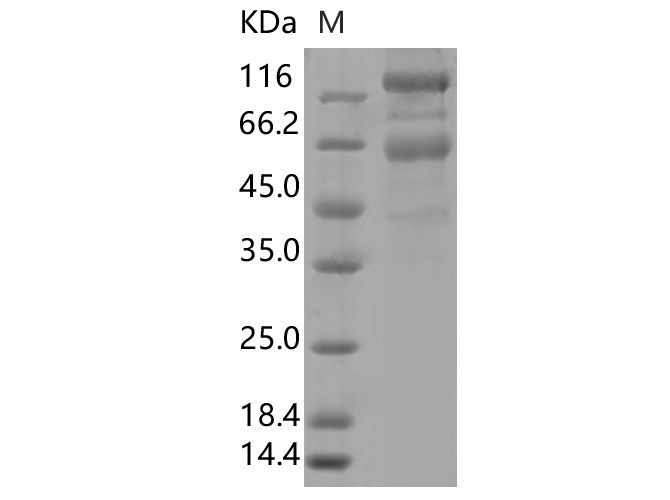 Валидация Elabscience PKSV030357(6094)
