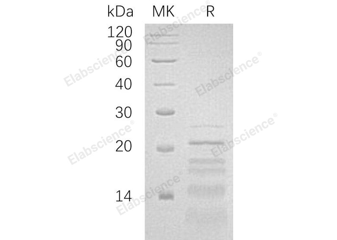 Валидация Elabscience PKSH032887(3290)