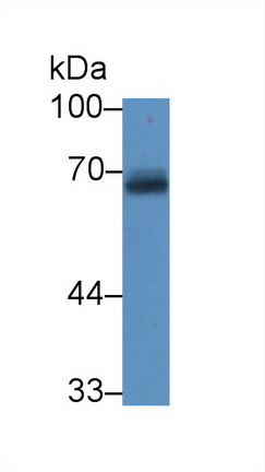 9026