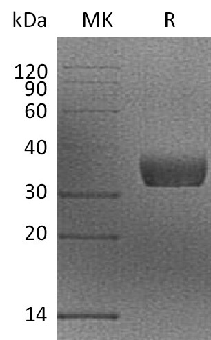Валидация Elabscience PKSM041306(5202)