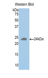 51015