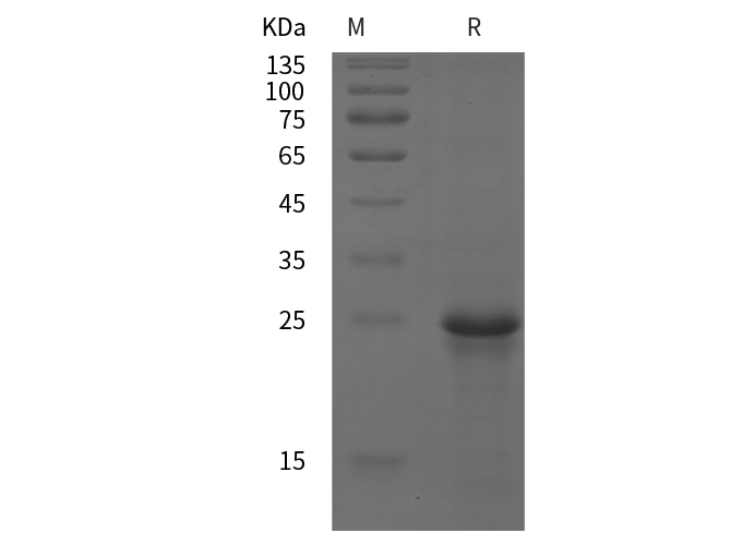 Валидация Elabscience PDEH100954(370)