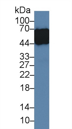 14003