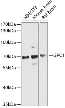 Валидация Elabscience E-AB-90551