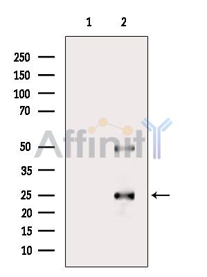 Валидация Affinity DF9729 - 22528