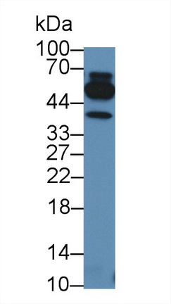 12934