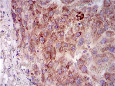 Валидация AntibodySystem RHD53003 (1629)