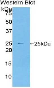 52004