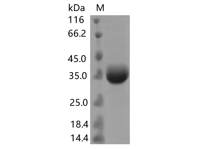 Валидация Elabscience PKSV030465(6187)