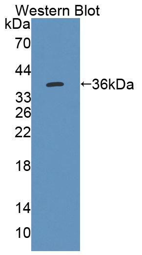 59517