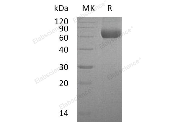 Валидация Elabscience PKSH032049(2603)