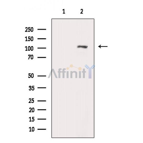 Валидация Affinity AF6779 - 4022