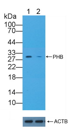 12100