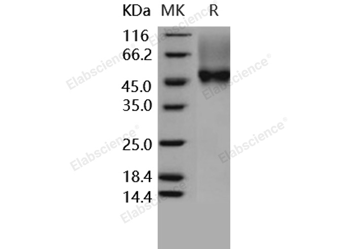 Валидация Elabscience PKSH030282(1229)