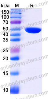 EHC20701, SDS-PAGE