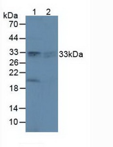 4995